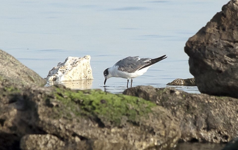 Lama Balice, avvistamento eccezionale: c'� il gabbiano Franklin. Foto